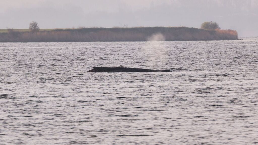 Stranded Humpback Whale Near Poel Prompting Rescue Efforts and Political Backlash