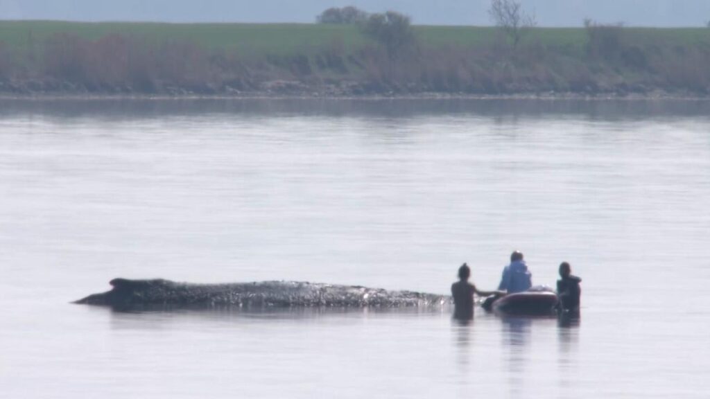 Walrettung in der Ostsee: Pontons im Wasser, Rettungsversuch erst am Freitag