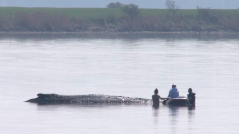 Walrettung in der Ostsee: Pontons im Wasser, Rettungsversuch erst am Freitag