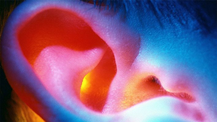 Research Discovers New Protein Involved in Hearing