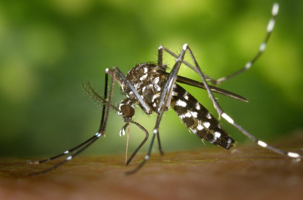 New Dengue Vaccine Shows Effectiveness Regardless of Serostatus