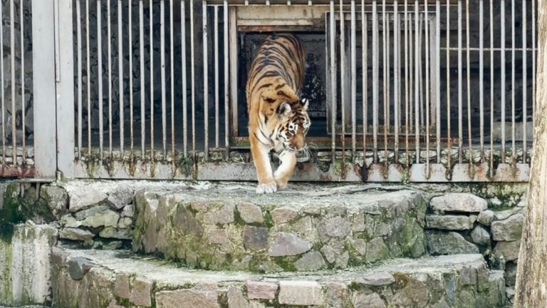 Zoodirektor kämpft in Mykolajiw um Tiere während des Krieges