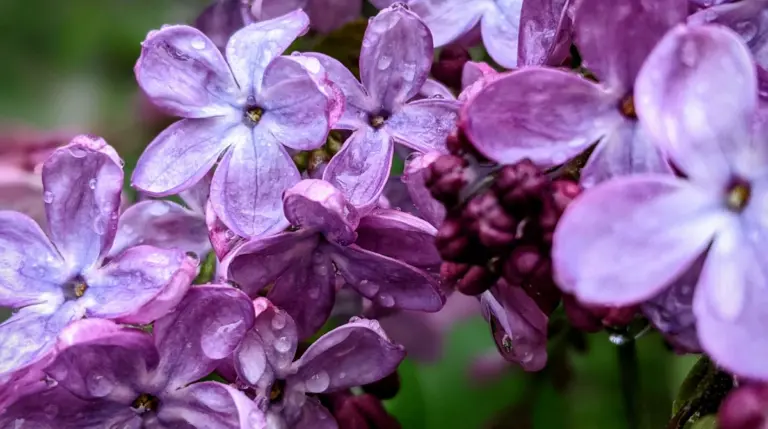 Чоловіка в Черкасах розслідують після використання вогнепальної зброї