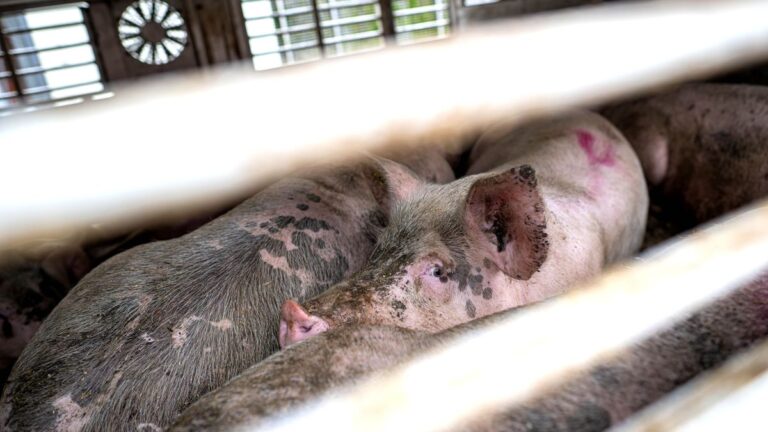 Oldenburg: Tierschützer haften für heimliche Schweine-Videos aus Schlachthof
