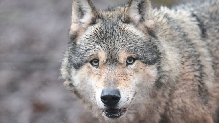 Hamburger Wolf nach Attacke auf Frau wahrscheinlich tot