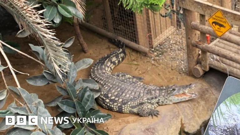 Трирічного хлопчика штовхнули до крокодилів у зоопарку в Англії – чоловіка затримано