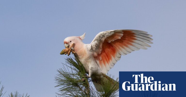 Bushfires threaten rare pink cockatoos in Australia