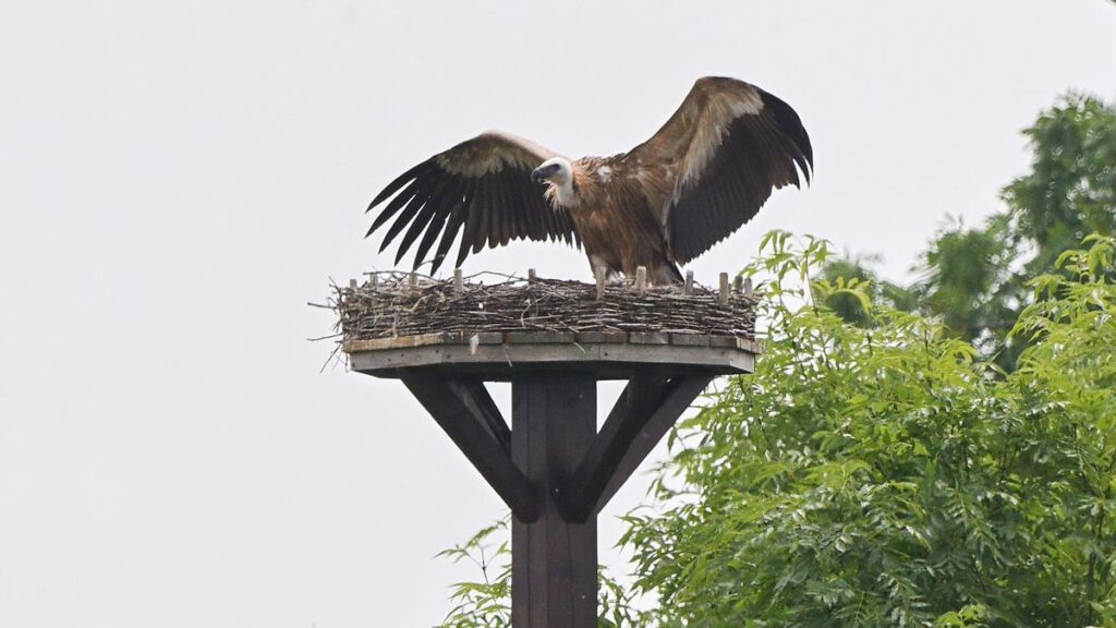 Gänsegeier attackiert Storchennest in Klein Lobke bei Hannover