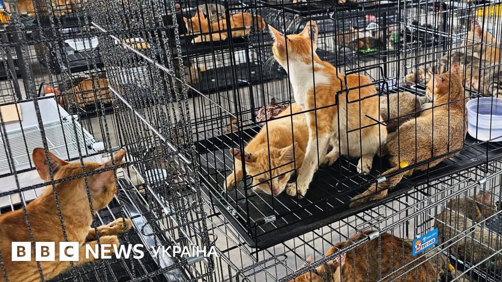 Vietnam: Polizei rettet über 400 Katzen vor Schlachtung