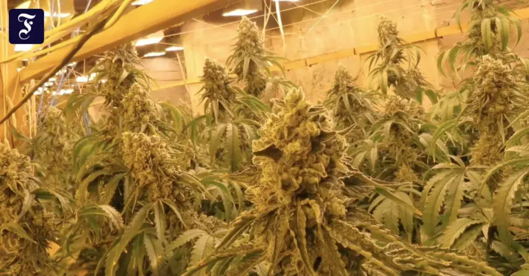 Cannabis-Legalisierung: Innenminister fordert Kehrtwende