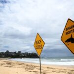Fourth Day of Shark Alerts at Sydney Beaches