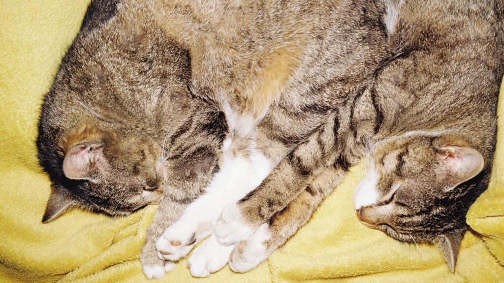 Stress als Treiber der Evolution: Sex beschleunigte Artenvielfalt