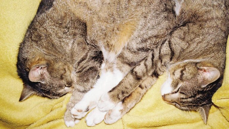 Stress als Treiber der Evolution: Sex beschleunigte Artenvielfalt