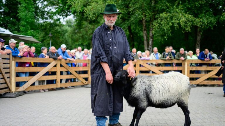 Mister Müden: Heidschnuckenbock gekürt