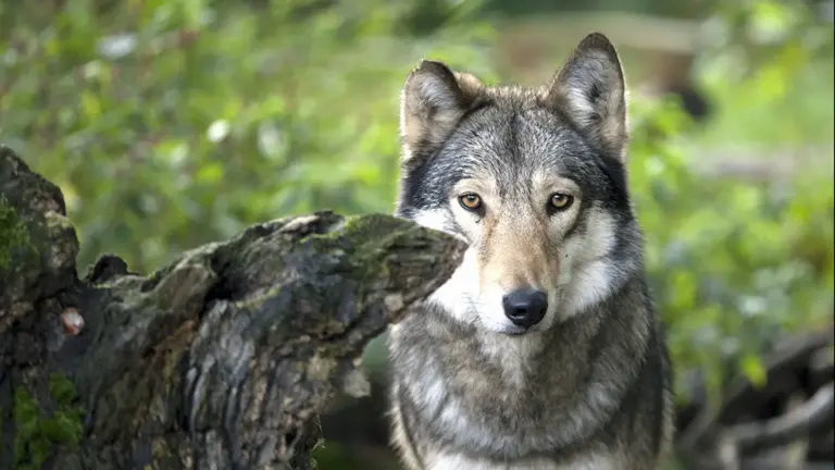 Lower Saxony: Wolves can now be shot more easily