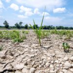 Environmental groups criticize German government’s climate policy