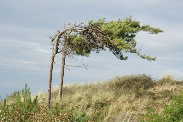 Two storms to batter Germany with gusts up to 100 km/h